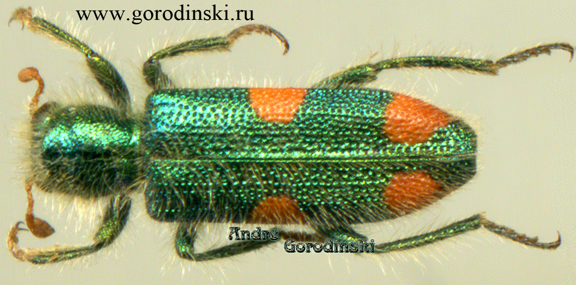 http://www.gorodinski.ru/oth_col/Trichodes quadriguttatus.jpg